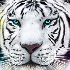 Tiger Reign